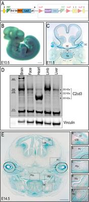 Centriolar Protein C2cd3 Is Required for Craniofacial Development